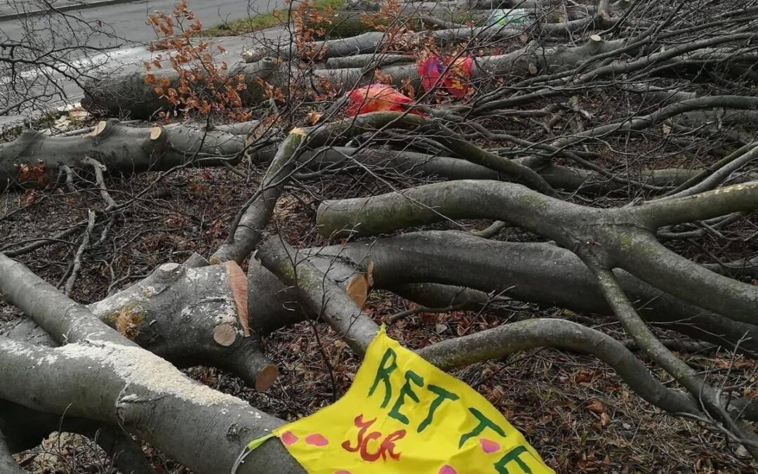 Presseaussendung: Trauer und Empörung: Anrainer:innen und LobauBleibt trauern um die Bäume von Hirschstetten